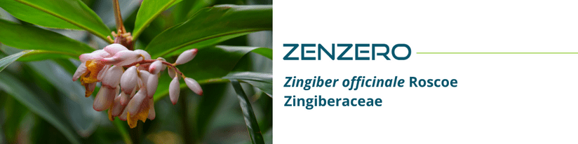 zenzero - Zingiber officinale