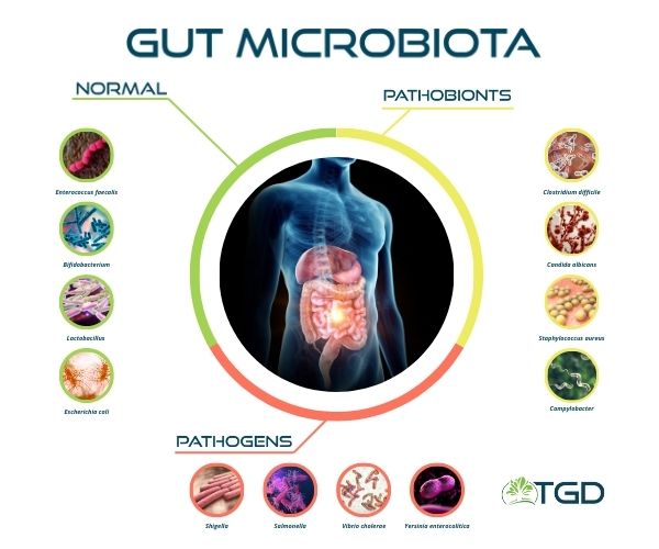 gut microbiota