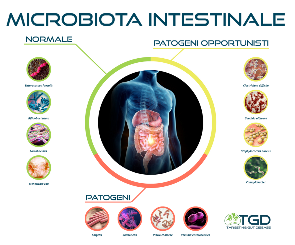 infografica microbiota intestinale