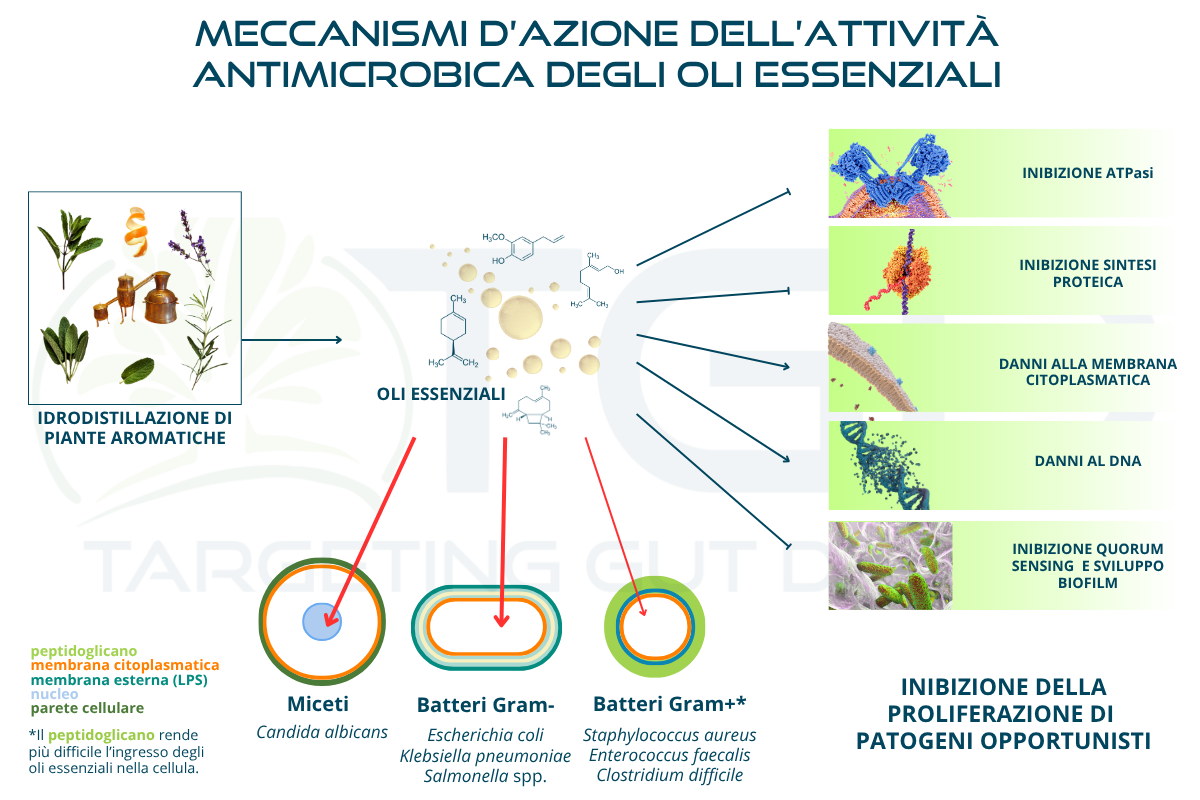 infografica oli essenziali 1025