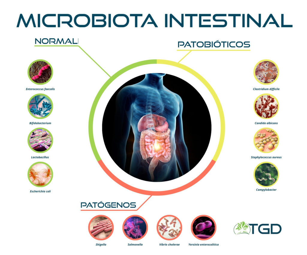 microbiota intestinal TGD