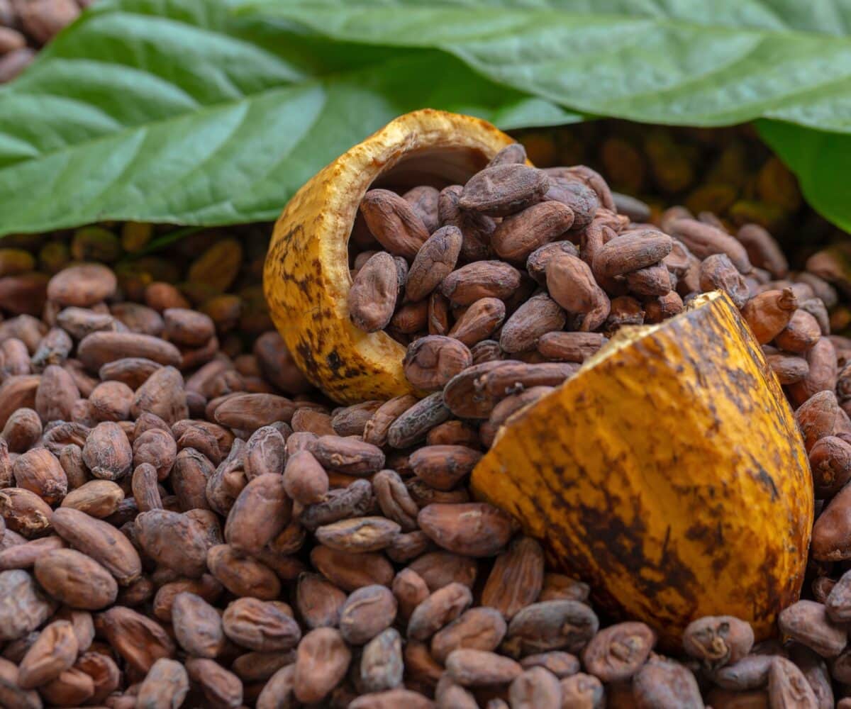 La fibra di cacao: un’arma segreta contro infiammazione e obesità - TGD