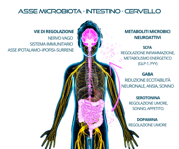 asse-microbiota-intestino-cervello-IT
