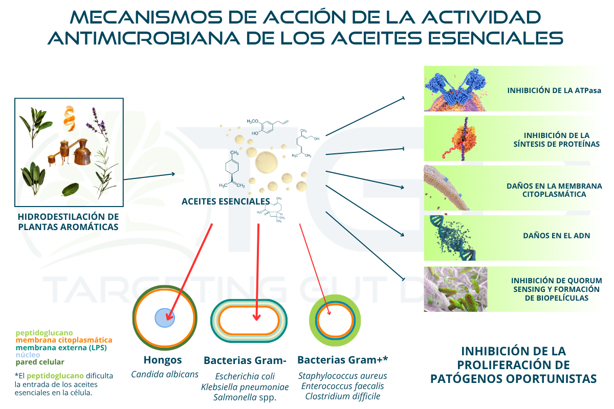 infografica aceites esenciales 1025