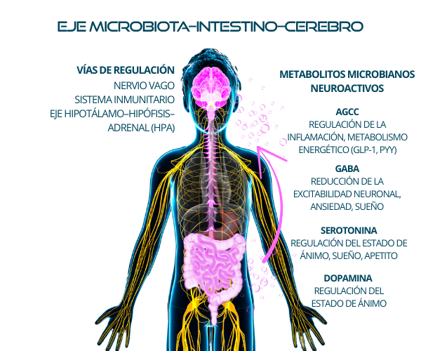 Eje microbiota – intestino – cerebro ESP