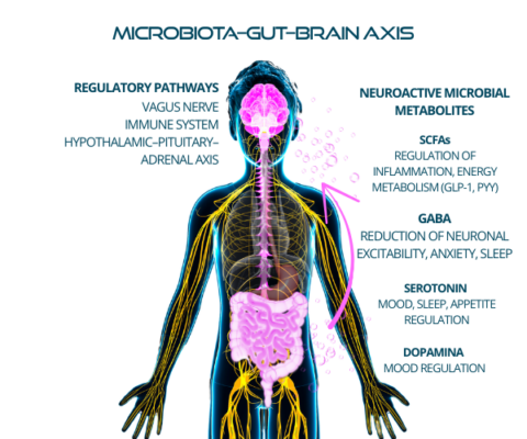 Microbiota – Gut – Brain Axis: The Complete Updated Overview