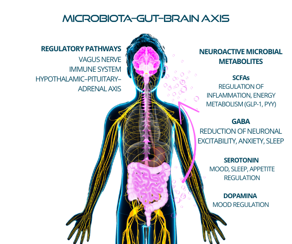 Microbiota – Gut – Brain Axis: The Complete Updated Overview