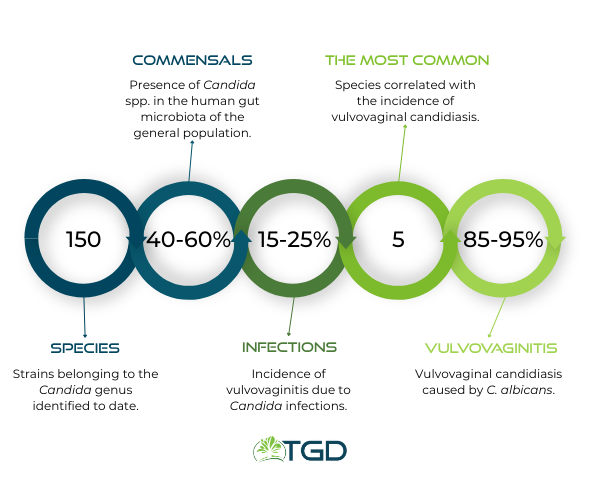 candida infografica ENG