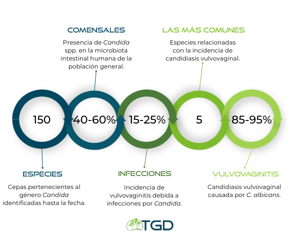 candida infografica ESP